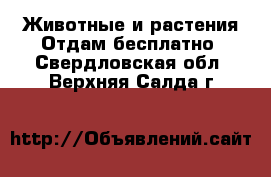 Животные и растения Отдам бесплатно. Свердловская обл.,Верхняя Салда г.